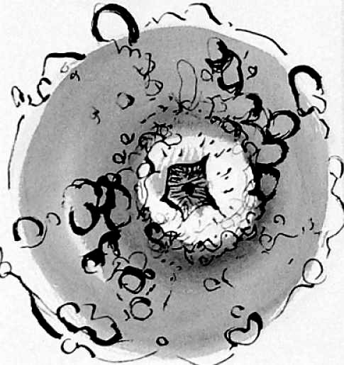 Gourd 1